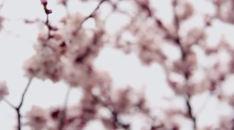 Spring flowers apricots Stock Footage 49908177