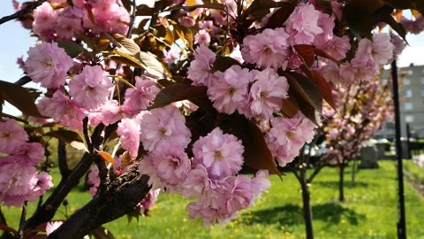 Spring flowers are blooming. Stock Footage 266900946