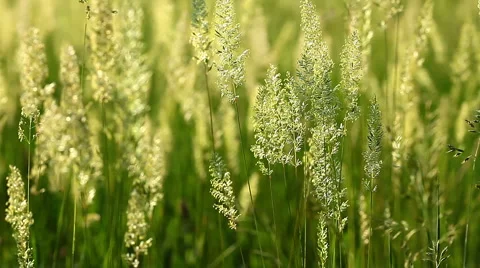 Spring flowers are in a green grass Stock Footage 6749999