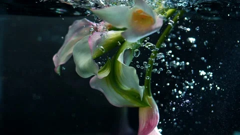 Spring flowers are submerged under water on a dark background with air bubbles Stock Footage 152342022
