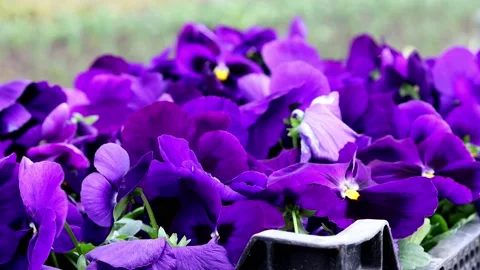 Spring flowers are waiting to be planted in boxes 4k 30fps video Stock Footage 236432400
