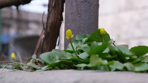 Spring flowers are yellow Stock Footage 236756448
