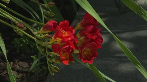 Spring flowers awakening on an early spring morning Vidéo 270612018