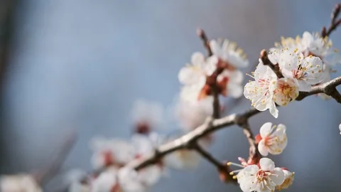 Spring flowers background. Cherry blossom tree over nature blur. Stock Footage 126853071
