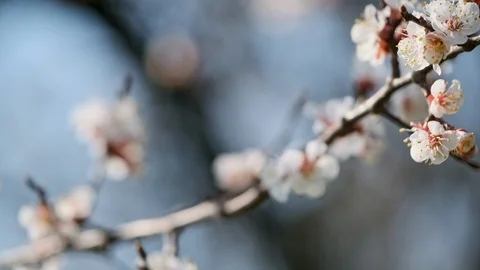 Spring flowers background. Cherry blossom tree over nature blur. Stock Footage 126853141