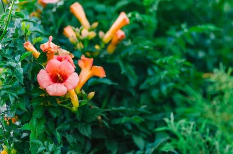 Spring flowers background close up Stock Photos