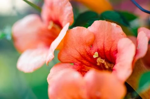 Spring flowers background close up Stock Photos