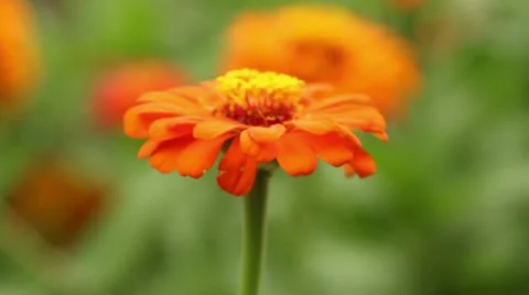 Spring flowers background Stock Footage 21299687