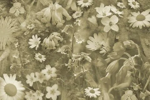Spring flowers background Stock Illustration