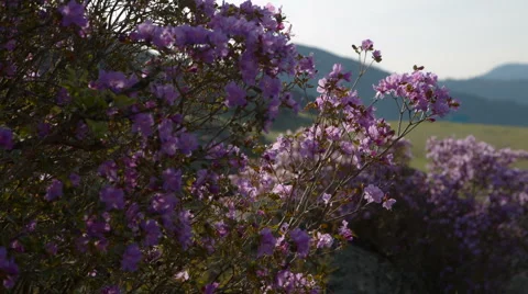 Spring flowers on a background of mountain landscape Stock Footage 67288204