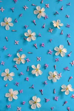 Spring flowers background Free Stock Photos