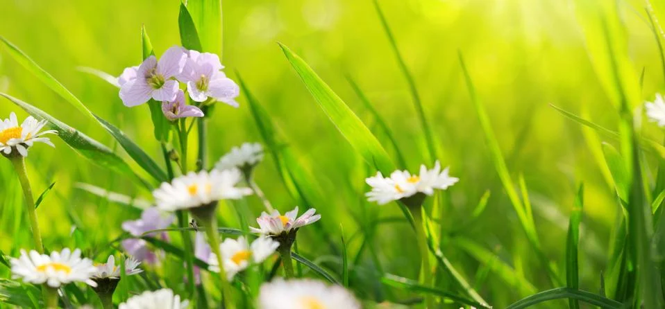 Spring flowers background. Stock Photos