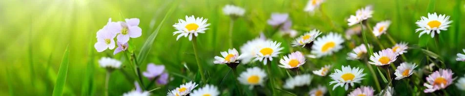Spring flowers background. Stock Photos