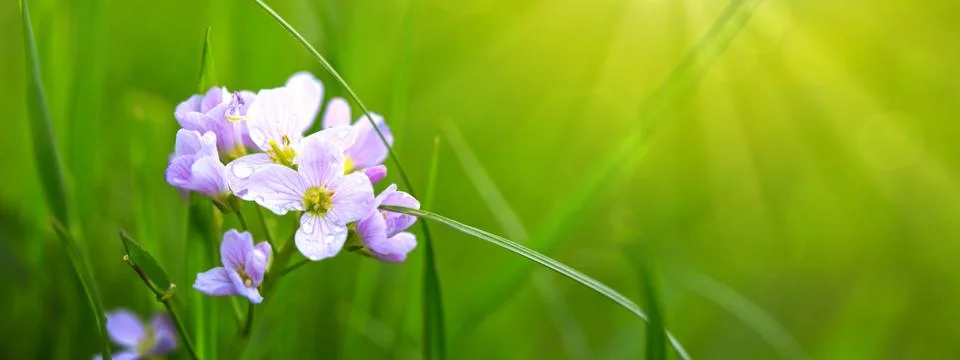 Spring flowers background. Stock Photos