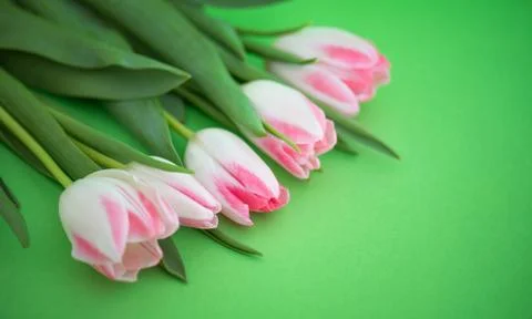 Spring flowers as a background Stock Photos