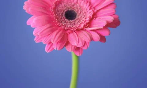 Spring flowers as a background Stock Photos