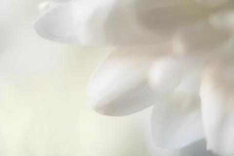 Spring flowers as a background Stock Photos