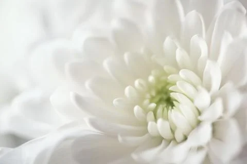 Spring flowers as a background Stock Photos