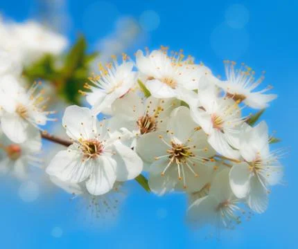 Spring flowers background Stock Photos