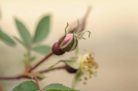 Spring flowers background. Pink Bud of rose hips on blurred background. Soft Stock-Fotos