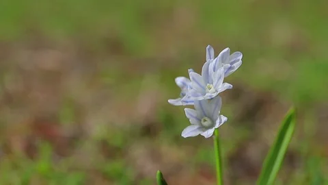 Spring flowers background  - Puschkinia scilloides blooming alone in the forest Video stock 238795567