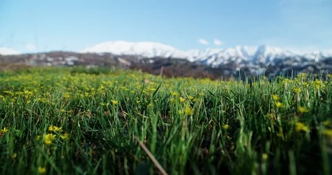 Spring flowers on the background of snowy mountains Stock Footage 105674219