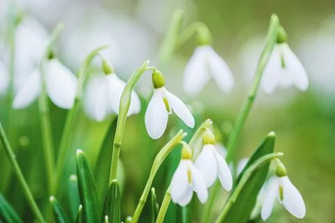 Spring flowers background, white snowdrops closeup and green grass Stock Photos