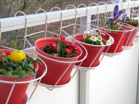 Spring flowers on the balcony Stock Photos