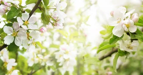 Spring flowers banner 스톡 사진