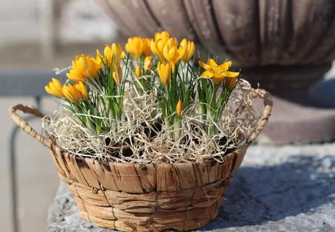 Spring flowers in a basket Stock-Fotos