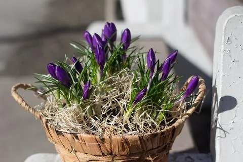 Spring flowers in a basket Stock Photos