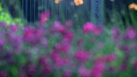 Spring flowers on a beautiful day Stock Footage 99118010