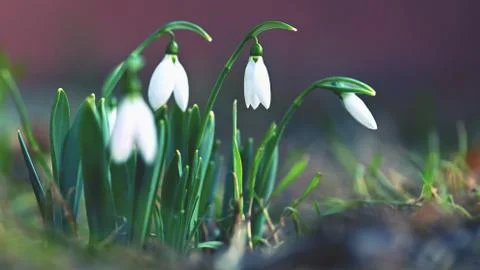 Spring - Flowers. Beautiful first spring plants - snowdrops. 스톡 사진