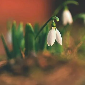 Spring - Flowers. Beautiful first spring plants - snowdrops. (Galanthus). A b Stock-Fotos