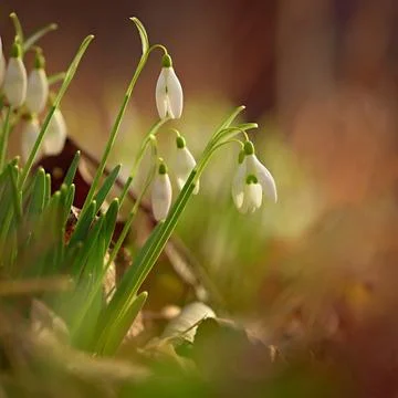Spring flowers. Beautiful first spring plants - snowdrops. (Galanthus) A be.. Stock Photos