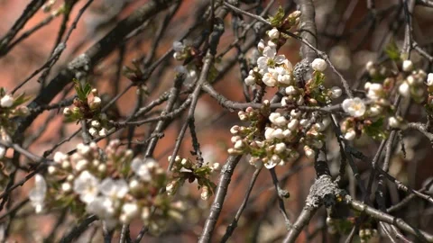 Spring flowers. Beautifully blossoming tree branch Video stock 130615786