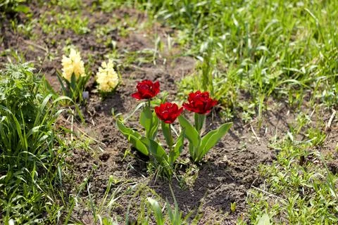 Spring flowers on a bed Foto stock