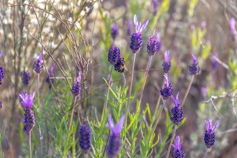 Spring flowers with bee, close up. Stock Photos