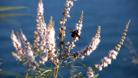 Spring Flowers With Bee Stock Footage 92306023