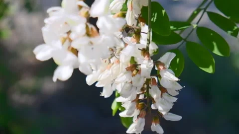 Spring flowers, bees collecting pollen in spring flowers. Flowers blooming in sp Video stock 197337190