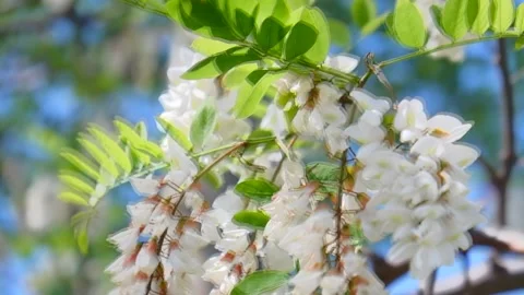 Spring flowers, bees collecting pollen in spring flowers. Flowers blooming in sp Video stock 197337218