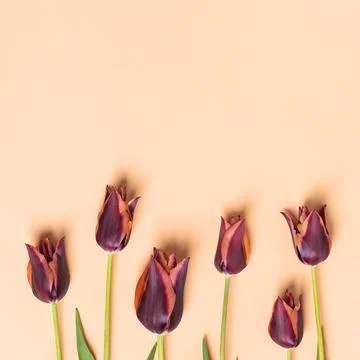 Spring flowers on beige background Foto stock