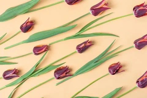 Spring flowers on a beige background Stock Photos