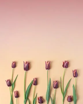 Spring flowers on beige burgundy gradient background Stock Photos