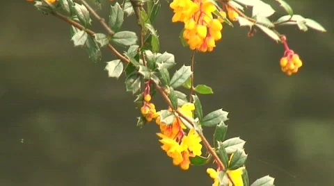 Spring flowers beside a stream 스톡 동영상 67966