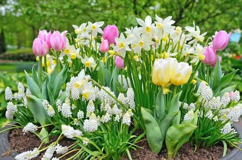 Spring flowers in big vase Stock Photos