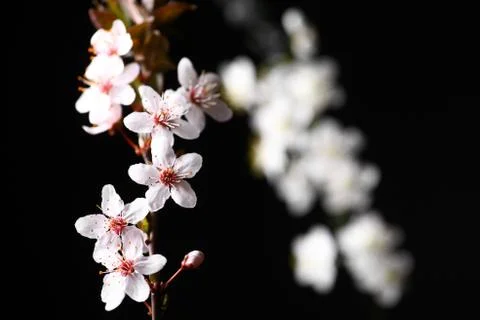 Spring flowers on black Stock Photos