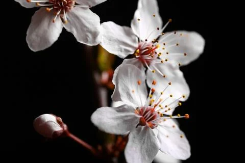 Spring flowers on black Stock Photos