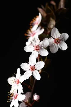 Spring flowers on black Stock Photos
