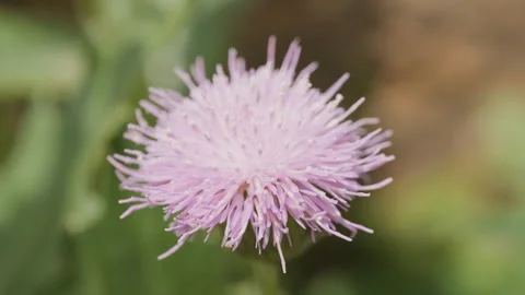 In spring flowers bloom and everything revives Stock Footage 244385585